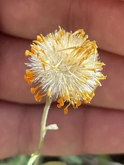 Xanthisma scabrellum