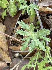 Xanthisma scabrellum