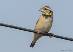 Ploceus benghalensis