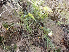 Xanthisma scabrellum