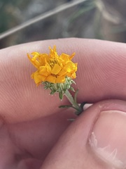 Xanthisma scabrellum