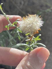 Xanthisma scabrellum