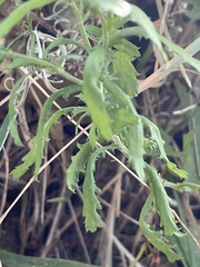 Xanthisma scabrellum