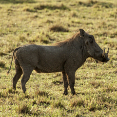 Phacochoerus africanus