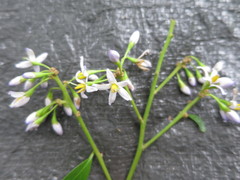Solanum terminale