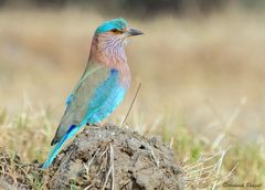 Coracias benghalensis