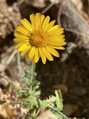 Xanthisma scabrellum