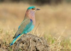 Coracias benghalensis