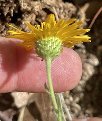 Xanthisma scabrellum