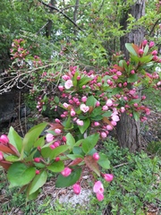 Malus hupehensis