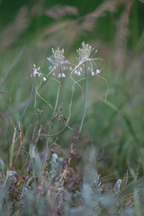Allium podolicum