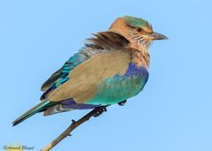 Coracias benghalensis