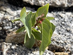 Ficus petiolaris palmeri