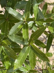 Quercus devia