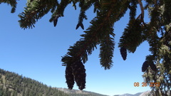 Pinus balfouriana