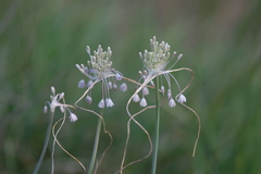 Allium podolicum