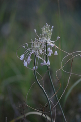 Allium podolicum