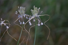 Allium podolicum