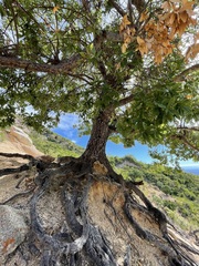 Quercus devia
