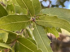 Quercus devia