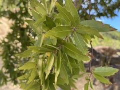 Quercus devia