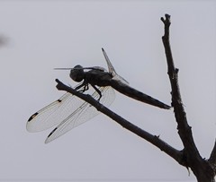 Palpopleura deceptor