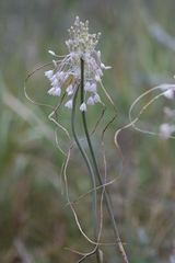 Allium podolicum