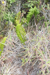 Polypodium pellucidum vulcanicum