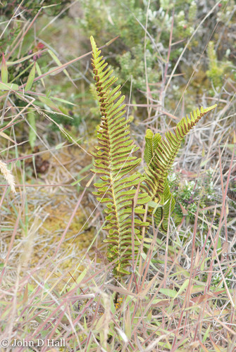 Polypodium pellucidum observed 2021-11-27