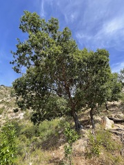 Quercus devia