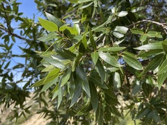 Quercus devia