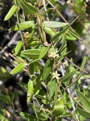 Metastelma californicum