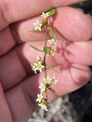 Metastelma californicum