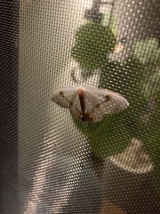 Macrocilix mysticata