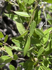 Metastelma californicum