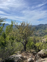 Bursera cerasiifolia