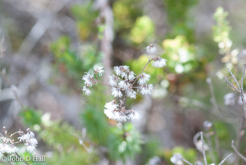 Dubautia scabra observed 2021-11-27