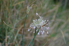Allium podolicum