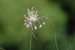 Allium podolicum