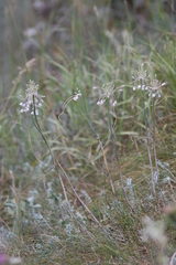 Allium podolicum