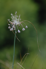 Allium podolicum