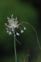 Allium podolicum