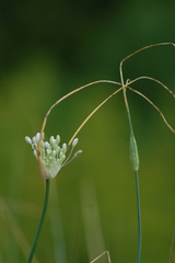 Allium podolicum