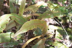 Elaphoglossum paleaceum