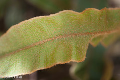 Elaphoglossum paleaceum