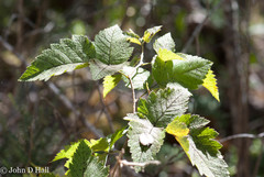 Rubus hawaiensis