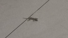 Hemidactylus platyurus