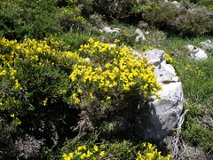 Genista hystrix