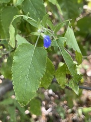 Salvia similis