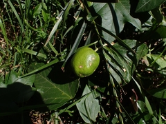 Passiflora herbertiana herbertiana